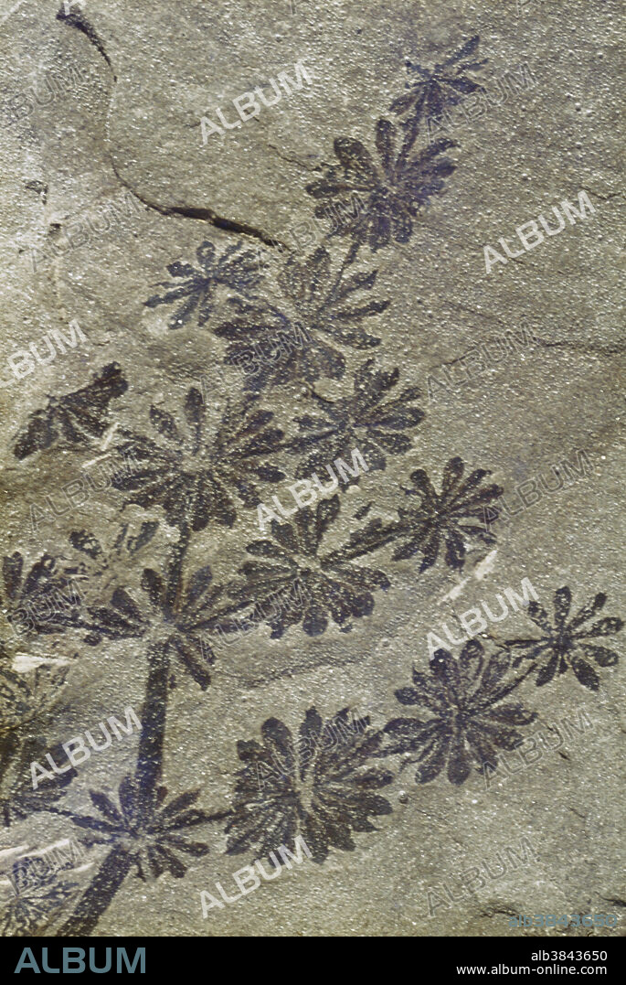 Annularia is the scientific name for the leaves of the horsetail genus Calamites. Annularia consists of delicate rosettes of leaflets, which can be oval or lance-shaped, depending on the species. This genus occurs in Carboniferous strata in North America, Europe and Asia.