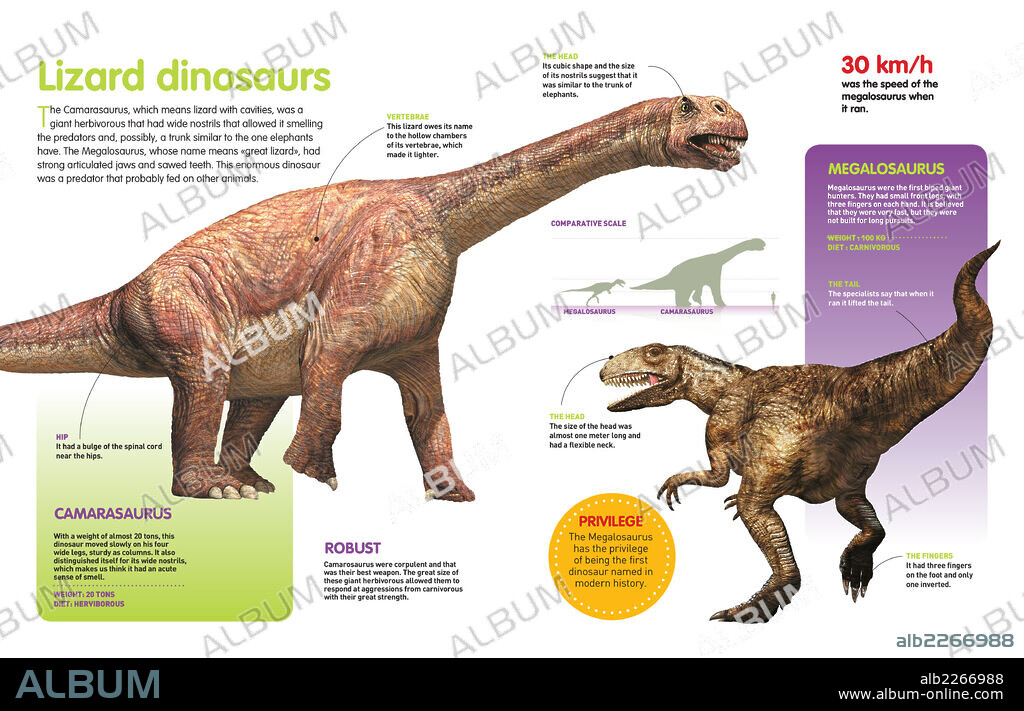 Dinosaurios lagartos. Infografía comparativa entre el Camarasaurus y el Megalosaurus, dos dinosaurios del Jurásico, el primero herbívoro y el segundo carnívoro.