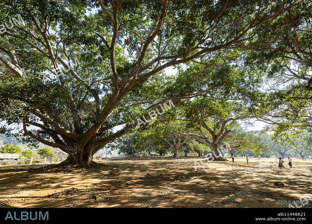 Hundred-year-old banyan trees in Pindaya, Shan state, Myanmar (Burma), Asia.