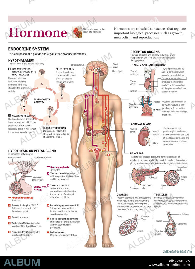 hormone. Infographics of the endocrine system and the role of different hormones it produces.