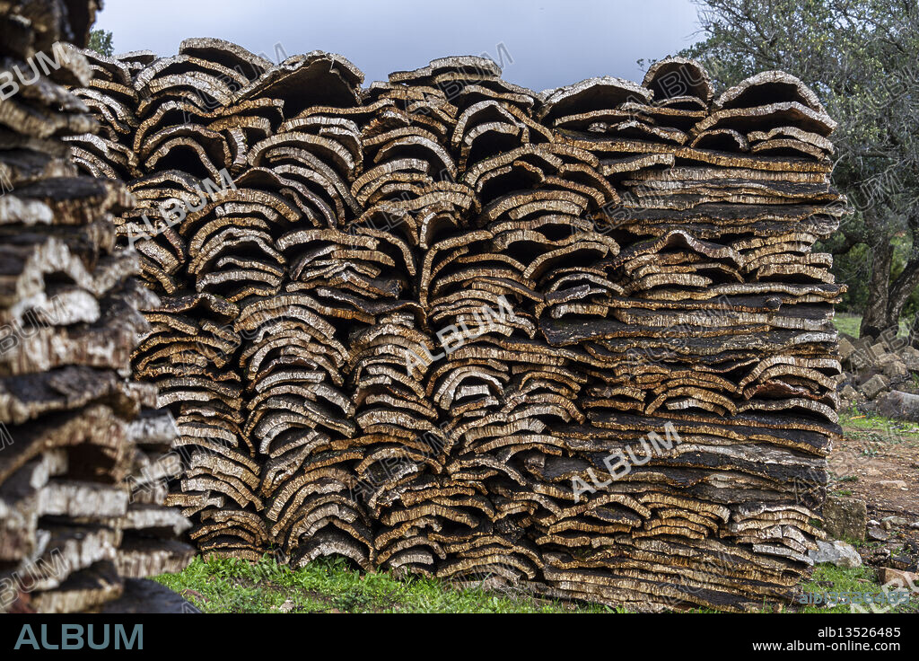 Cork collected in cork oak forests near Taida, Rift mountains, Morocco, North Africa.