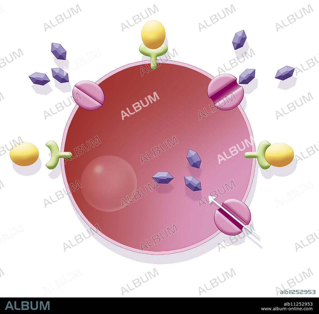 Illustration of glucose absorption by a cell in a healthy individual. Insulin (yellow) latches into an insulin receptor (green), which opens the glucose transporter (pink), and allows the cell to absorb the glucose (purple). This process regulates blood sugar levels in the blood.