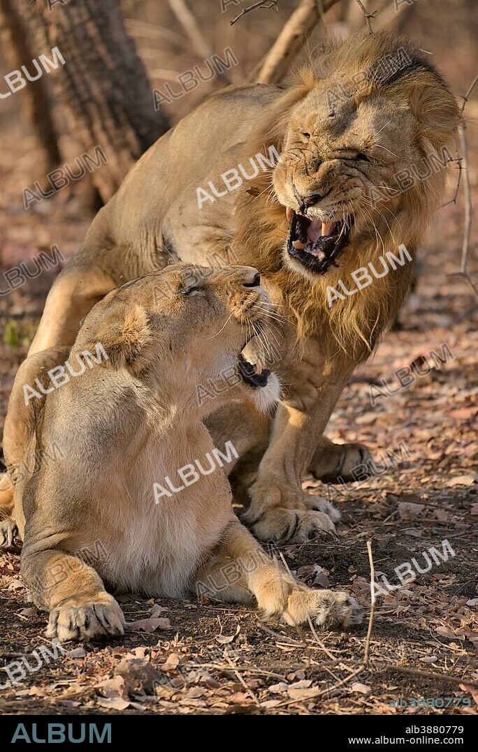Asiatic Lions (Panthera leo persica), mating, Gir Forest National Park, Gir Sanctuary, Gujarat, India, Asia.