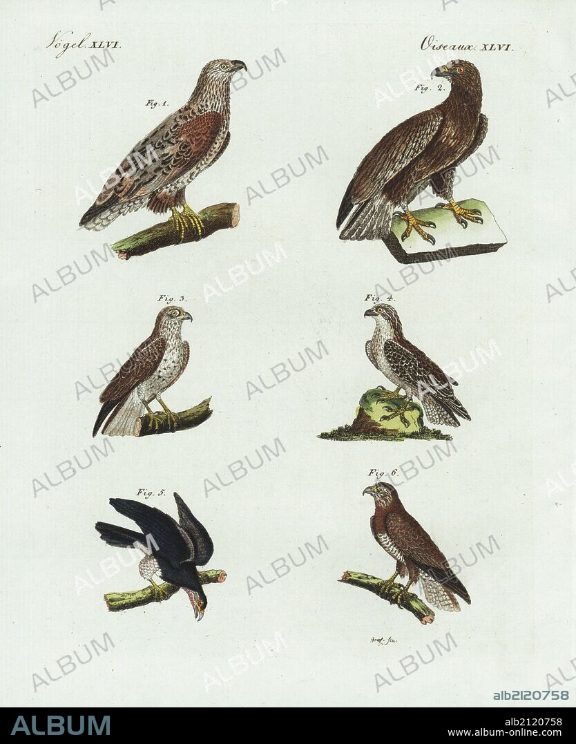 White-tailed sea eagle, Haliaeetus albicilla, male 1, female 2, short-toed snake-eagle, Circaetus gallicus 3, osprey, Pandion haliaetus 4, red-tailed hawk, Buteo jamaicensis 5, and buzzard, Buteo buteo 6. Handcoloured copperplate engraving by Graf from Bertuch's "Bilderbuch fur Kinder" (Picture Book for Children), Weimar, 1798. Friedrich Johann Bertuch (1747-1822) was a German publisher and man of arts most famous for his 12-volume encyclopedia for children illustrated with 1,200 engraved plates on natural history, science, costume, mythology, etc., published from 1790-1830.