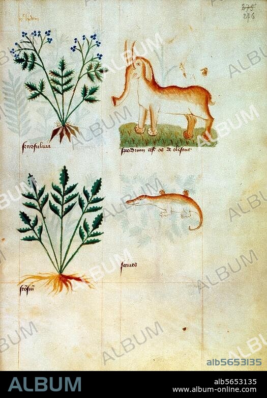ANONYM. Französische Buchmalerei, um 1400. Illustrationen zu einer medizinischen Handschrift, u. a. Darstellung eines Elefanten. Auf Pergament. Codex Hamilton 407, fol 276 r, Berlin, SMB, Staatsbibliothek zu Berlin.
