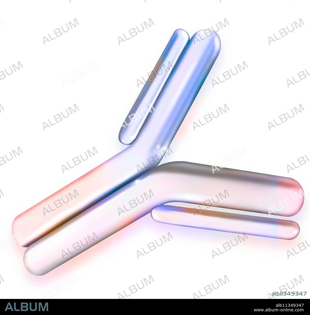 Antibody (immunoglobin E) with light and heavy chain binding site.