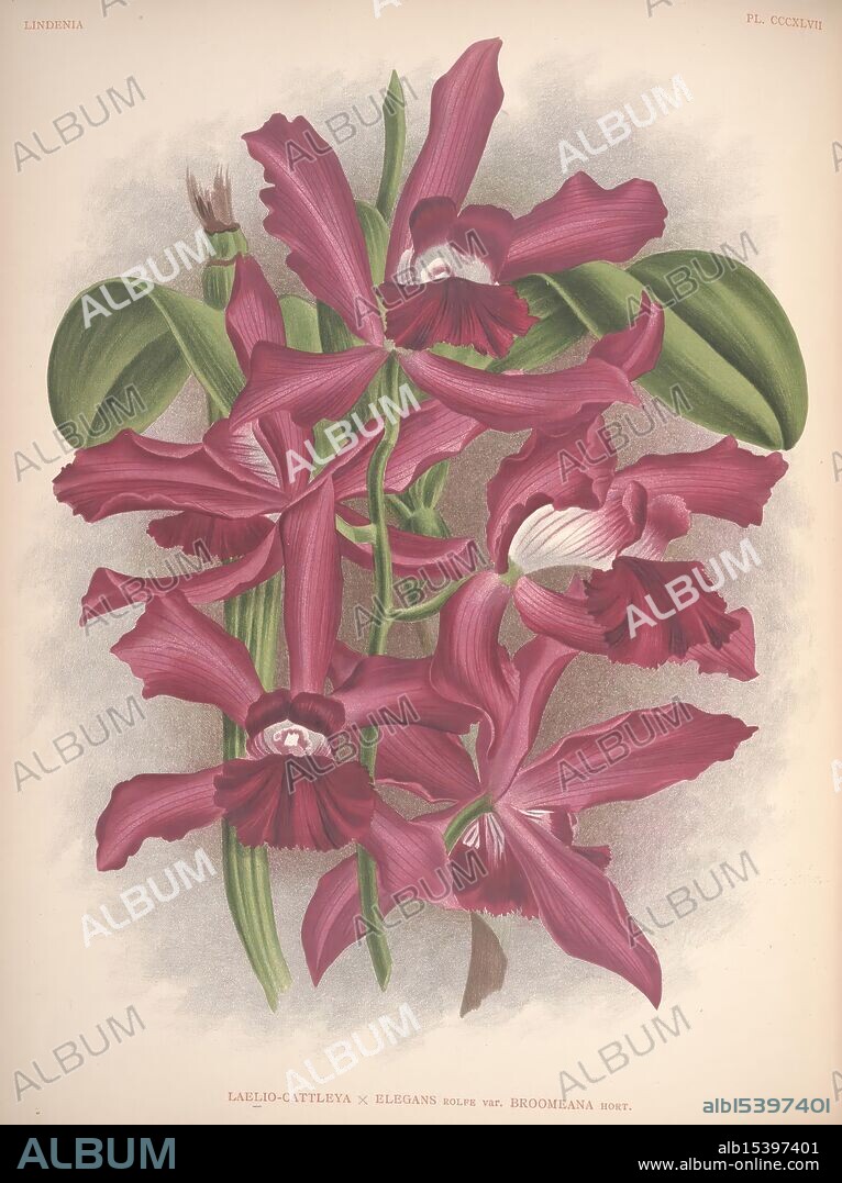 Lindenia Brussels L. Linden 1891-[1897?] Orchidaceae Periodicals Pictorial Works Laeliocattleya Elegans Cattleya Elegans Jean Jules Linden Lucien Linden Emerodigas Orchids Botany Flowers Alphonse Goossens, A close-up view of exquisite orchid flowers, showcasing their vibrant petals and unique formations. The blooms display a rich combination of deep magenta and lighter shades, with intricate patterns on their throats. Lush green leaves surround the blossoms, enhancing their beauty and creating a striking contrast. The floral arrangement exudes elegance and captures the intricate details of nature's design, highlighting the remarkable beauty of the Laelio-Cattleya hybrid variety, recognized for its stunning appearance and visual allure.