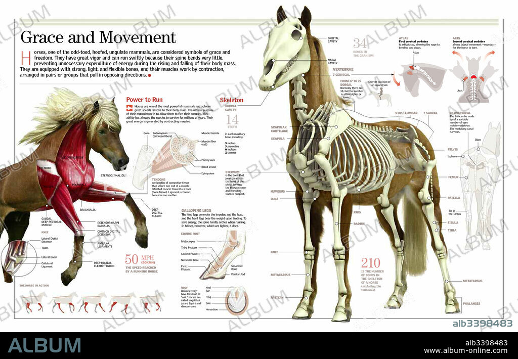 Gracia y movimiento. Infografía sobre el esqueleto y el sistema muscular del caballo.