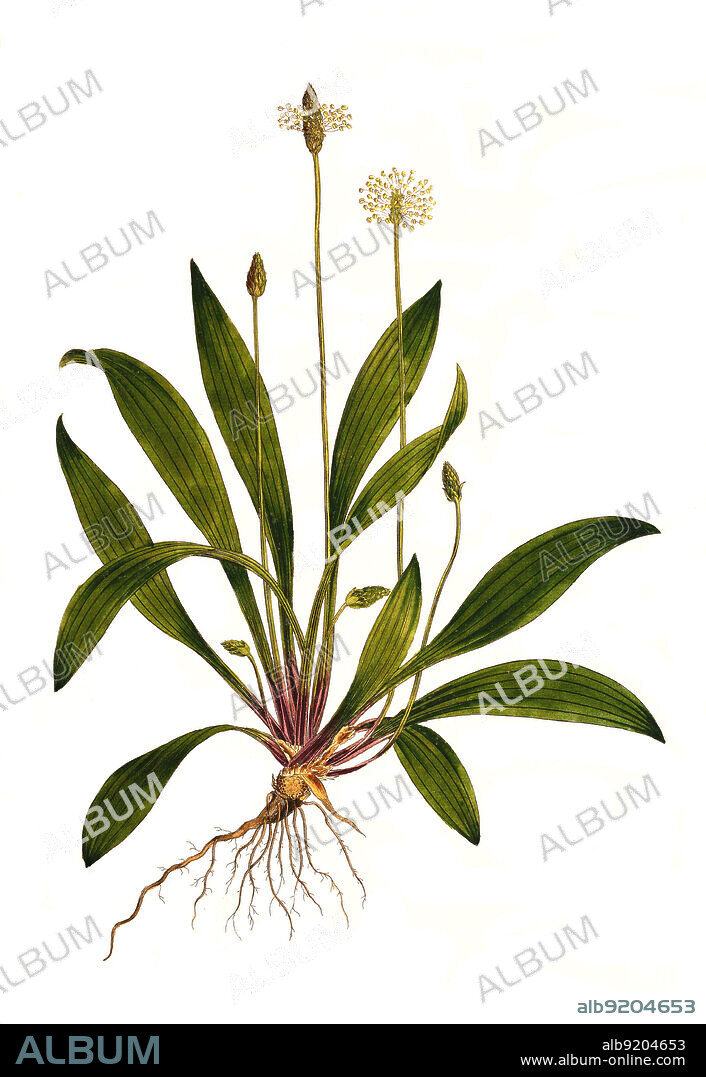 Spitzwegerich, Plantago lanceolata, auch Spießkraut, Lungenblattl oder Schlangenzunge / Plantago lanceolata is a species of flowering plant in the plantain family Plantaginaceae. It is known by the common names ribwort plantain, narrowleaf plantain, English plantain, ribleaf, lamb's tongue, and buckhorn, historical, digital improved reproduction of an original from the 19th century / digital restaurierte Reproduktion einer Originalvorlage aus dem 19. Jahrhundert, genaues Originaldatum nicht bekannt.