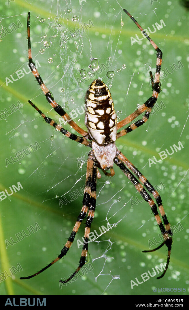 Black and yellow garden spider (Argiope aurantia) in Jacksonville, FL.