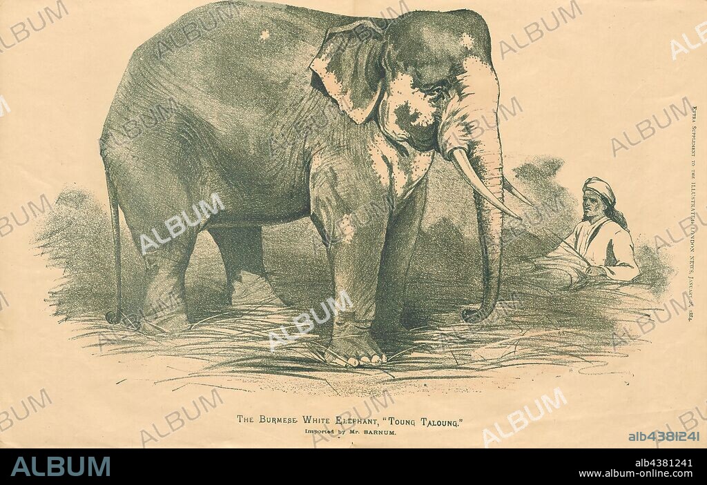 Elephas indicus, Print, Elephas is one of two surviving genera in the family of elephants, Elephantidae, with one surviving species, the Asian elephant, Elephas maximus., 1884.