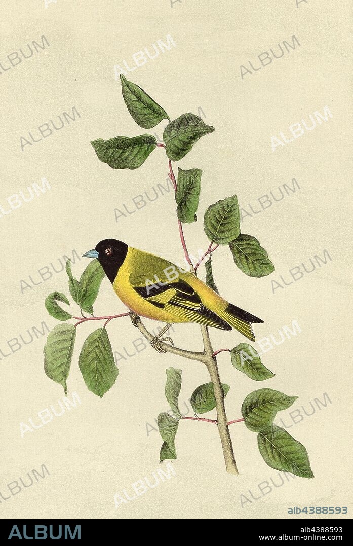 Black-headed Goldfinch, Magellane (Carduelis magellanicus), Signed: J.J. Audubon, J.T. Bowen, lithograph, Pl. 182 (vol. 3), Audubon, John James (drawn); Bowen, J. T. (lith.), 1856, John James Audubon: The birds of America: from drawings made in the United States and their territories. New York: Audubon, 1856.