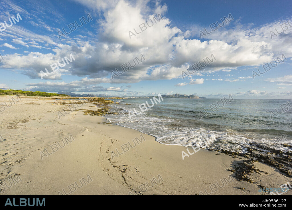 playa de Es Dolç, Son Real, bahia de Alcudia, Santa Margarida, Mallorca, balearic islands, spain, europe.
