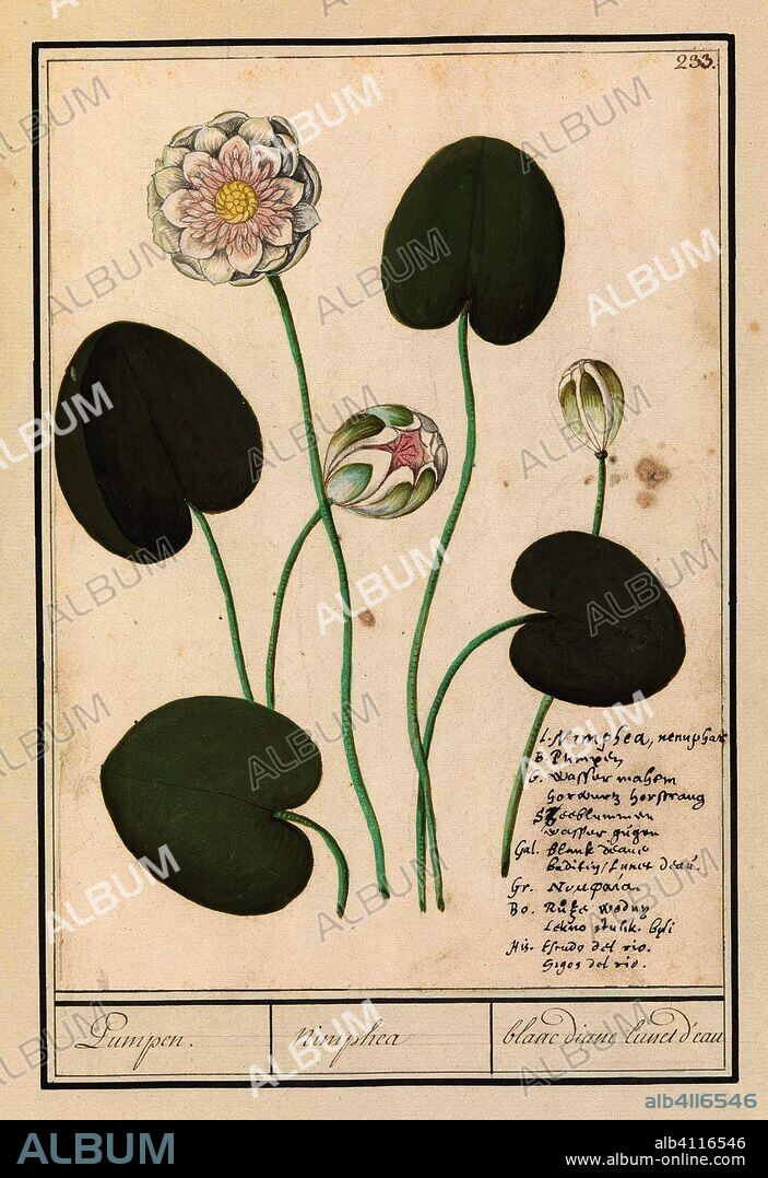 ANSELMUS BOËTIUS DE BOODT. Witte waterlelie (Nymphaea alba). Pumpen. / nimphea / blanc diane lunet d'eau (title on object). Draughtsman: Anselmus Boëtius de Boodt. Draughtsman: Elias Verhulst. Dating: 1596 - 1610. Place: Praag. Measurements: h 259 mm × w 185 mm.