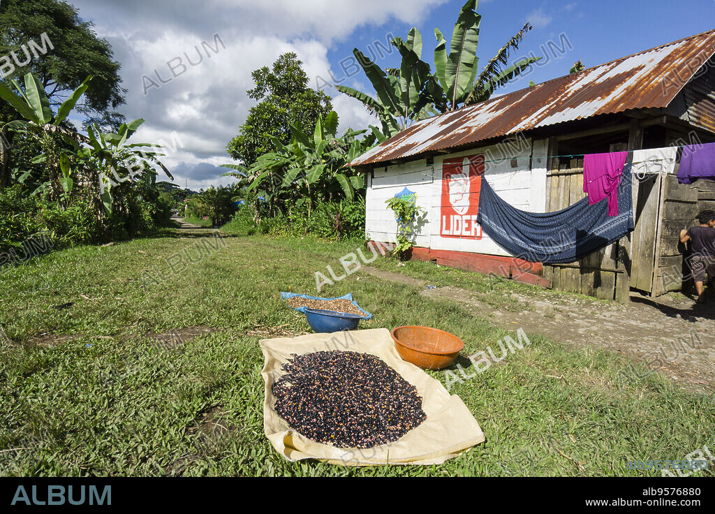 frijoles secandose, Lancetillo, La Parroquia, zona Reyna, Quiche, Guatemala, Central America.