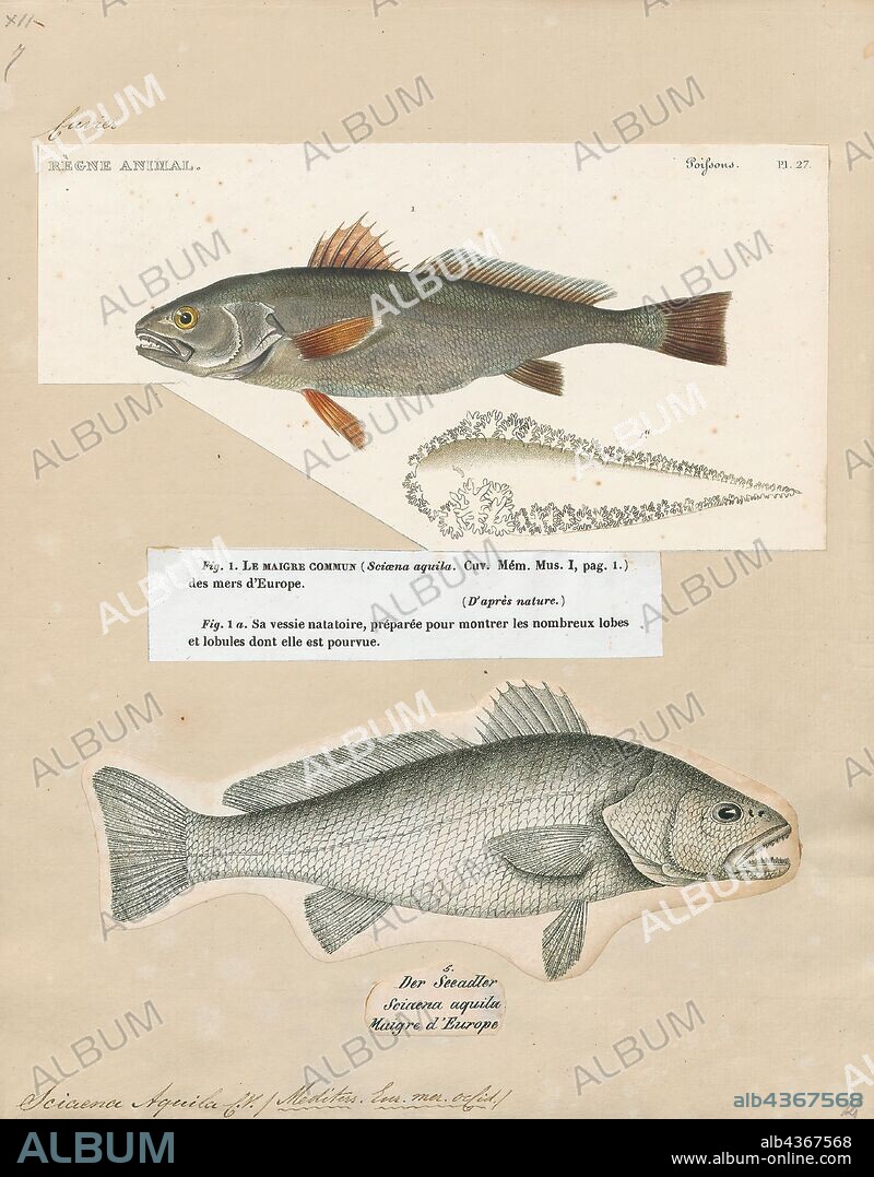Sciaena aquila, Print, Sciaena is a genus of fish in the family Sciaenidae. They are native to Pacific, South America and Eastern Atlantic., 1700-1880.