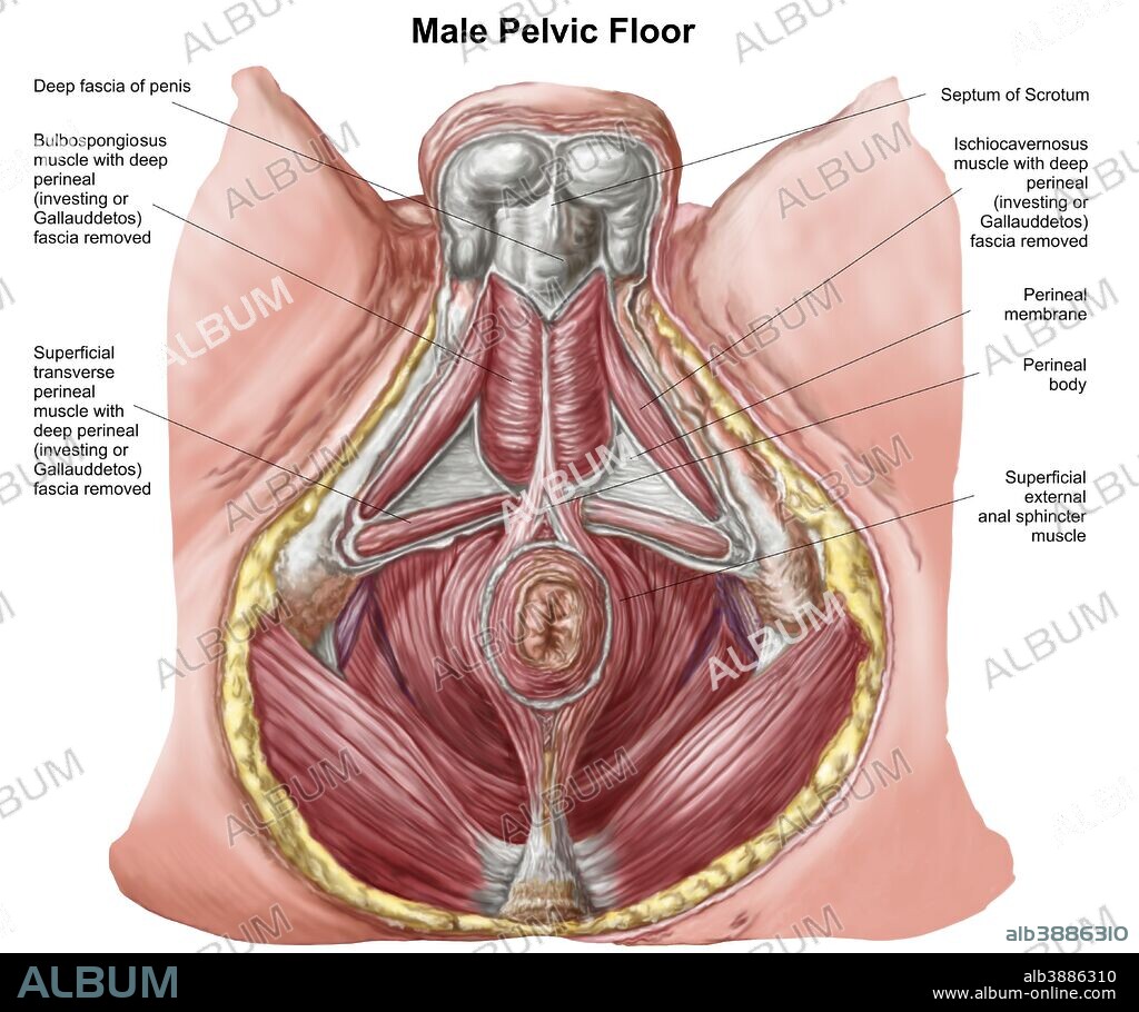 Pelvic floor of human male.