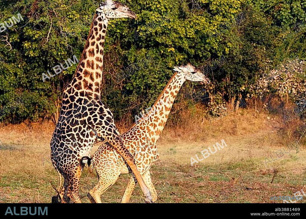 BDSM ginekologidan olingan video