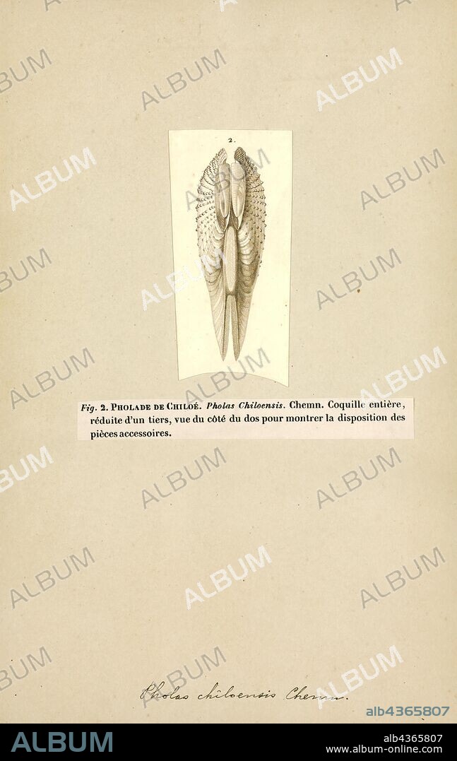 Pholas, Print, Pholas is a taxonomic genus of marine bivalve molluscs in the family Pholadidae. Like other members of this family, they have an ability to bore through clay, earth, wood and soft rock.