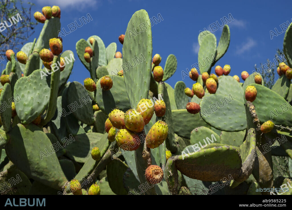 Chumbera, Es Ravellar, Campos, Mallorca, balearic islands, Spain.