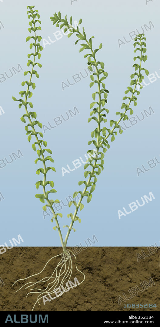 Elodea is a completely submerged aquatic plant. Its long stems, with many oval leaves, are flexible and can bend and stretch with the currents. Elodea lives in aquatic environments or marshes, and is cultivated in aquariums.