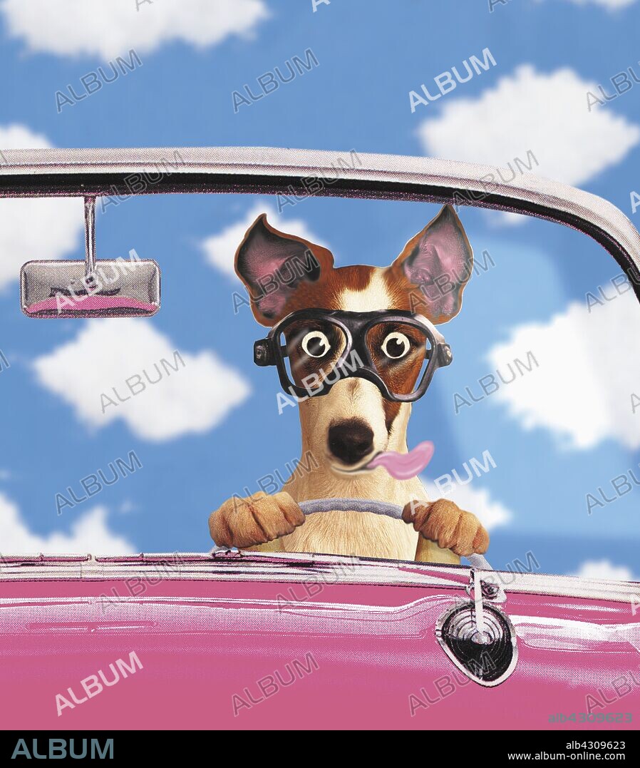 Dog driving convertible car.