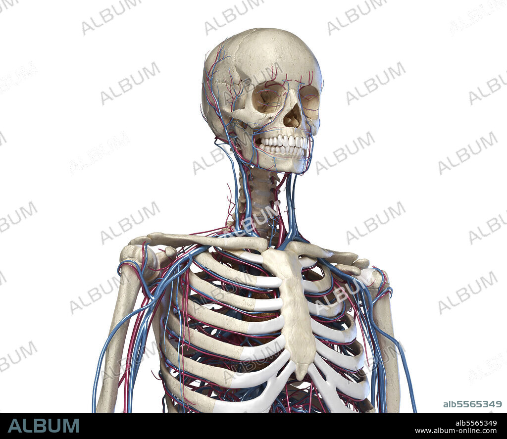 Skeleton of the human torso with veins and arteries. Front view on white background.