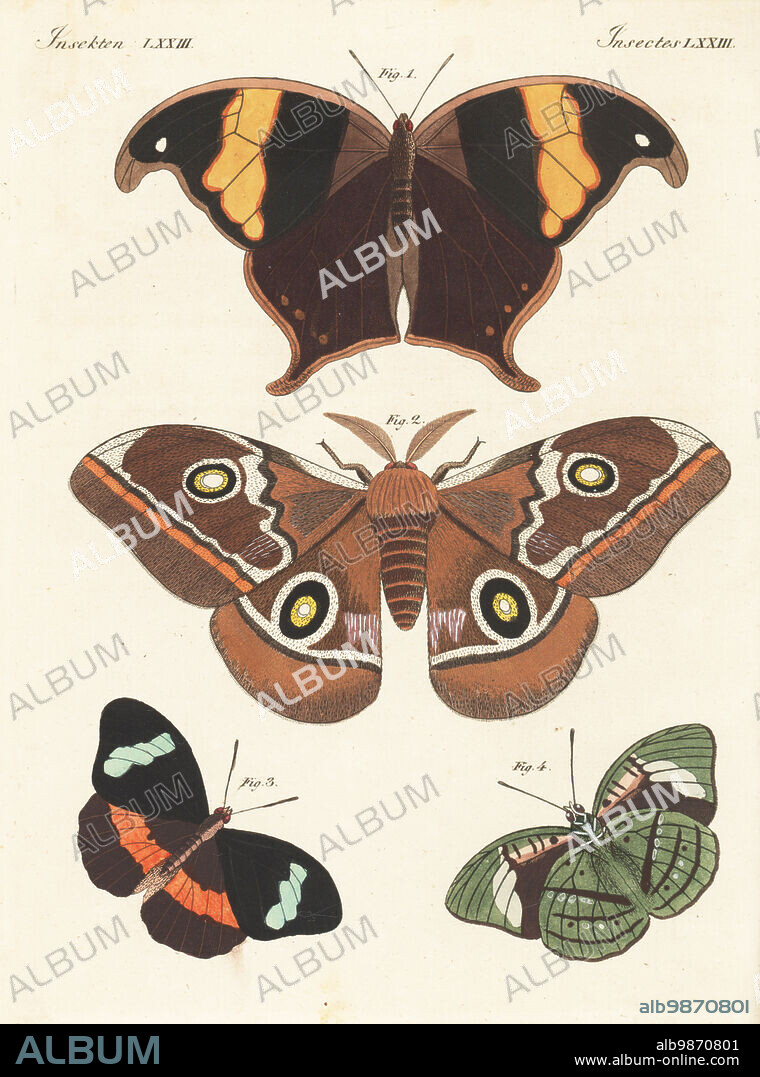 Caerois chorinaeus 1, Cape lappet moth, Eutricha capensis 2, and obrina olivewing, Nessaea obrinus, dorsal 3, ventral 4. Papilio arcesilaus, Phalaena capensis, Papilio ancaea. Handcoloured copperplate engraving from Carl Bertuch's Bilderbuch fur Kinder (Picture Book for Children), Weimar, 1813. A 12-volume encyclopedia for children illustrated with almost 1,200 engraved plates on natural history, science, costume, mythology, etc., published from 1790-1830.
