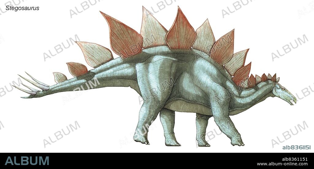 Stegosaurus, "roof lizard," the largest known plated dinosaur, lived during the late Jurassic period.