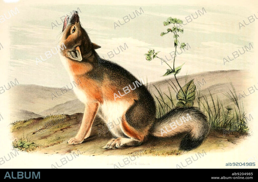 Swiftfuchs, Vulpes velox, eine Fuchsart, digital restaurierte Reproduktion einer Originalvorlage aus dem 19. Jahrhundert, genaues Originaldatum nicht bekannt / swift fox, Vulpes velox, historical, digital improved reproduction of an original from the 19th century.