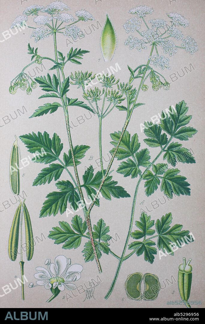 Digital improved high quality reproduction: Chaerophyllum temulum, syn. C. temulentum, rough chervil, is a species of flowering plant in the family Apiaceae  /  Hecken-Kälberkropf, Taumel-Kälberkropf, Taumel-Kerbel oder Betäubender Kälberkropf, ist eine Pflanzenart aus der Gattung Kälberkröpfe.