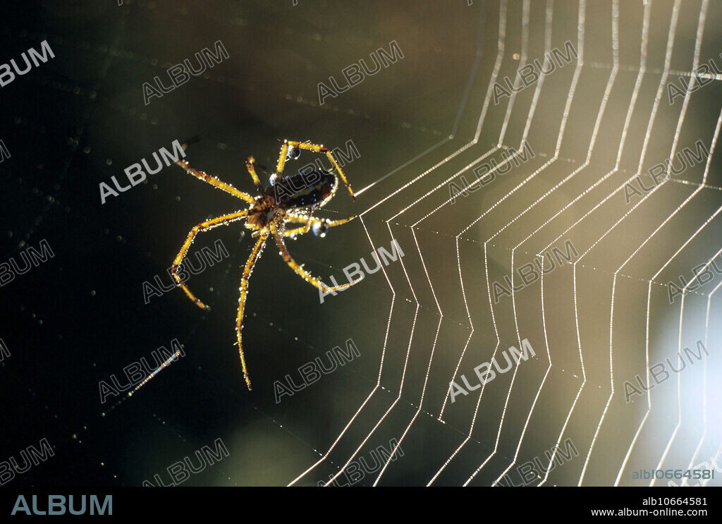 Orb-weaving spider on web.