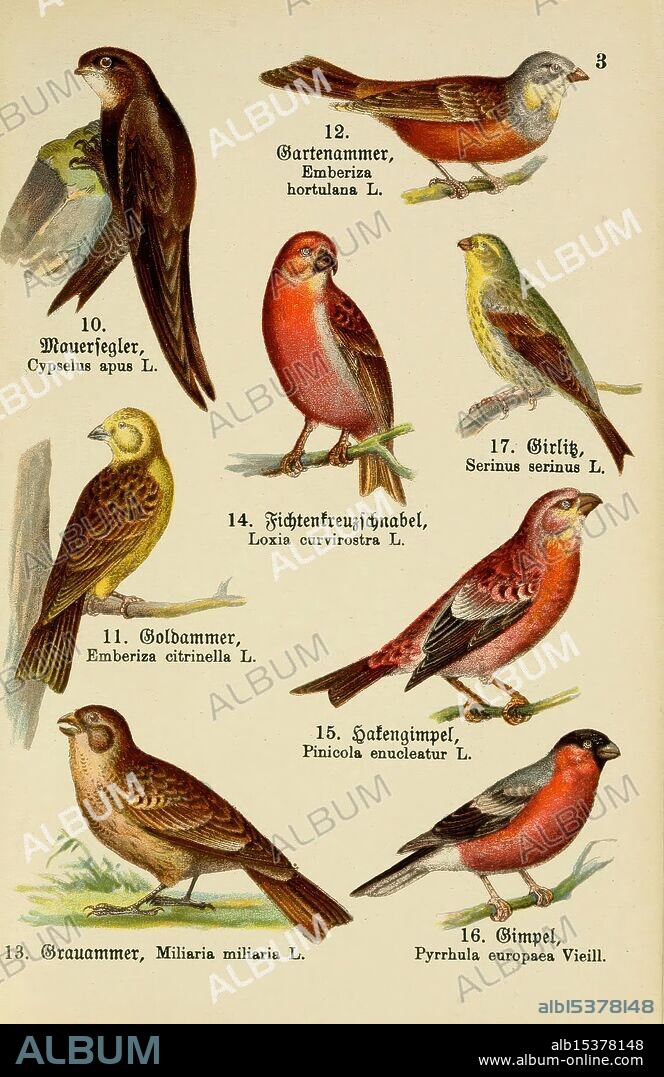 Schreibers kleiner Atlas der einheimischen Vögel Esslinger, J.F. Schreiber [n.d.], birds, pictorial works, apus apus, common swift, emberiza citrinella, yellowhammer, emberiza hortulana, ortolan bunting, emberiza calandra, corn bunting, taxonomy: binomial = loxia curvirostra, red crossbill, pinicola enucleator pine grosbeak, pyrrhula pyrrhula, eurasian bullfinch, serinus serinus, european serin, This illustration features a collection of various bird species, each intricately detailed and labeled with their scientific names. The birds include the Garden Bunting, Mauereule, Goldammer, and others, showcasing a range of colors and markings typical of each species. Their distinct shapes and postures are artistically represented, emphasizing the diversity of avian life. Each entry is numbered for reference, allowing for easy identification and study of these fascinating creatures. The background is neutral, allowing the vibrant details of each bird to stand out prominently.