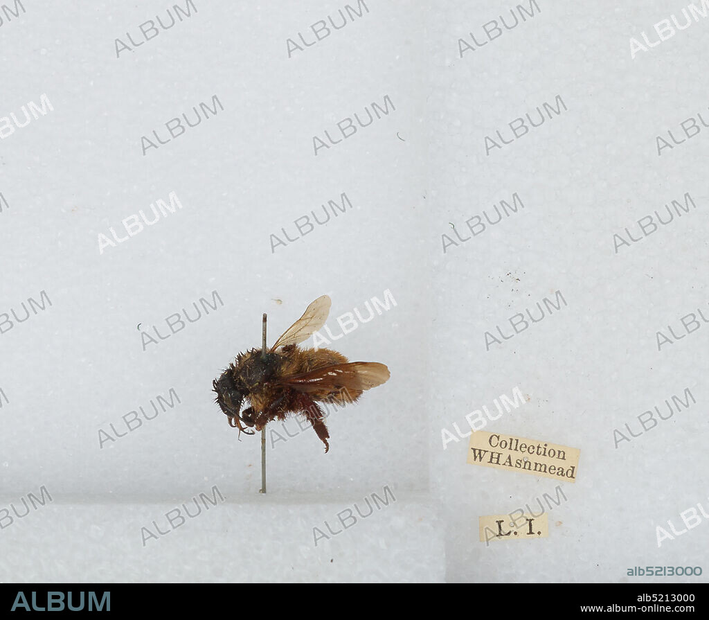 Bombus (Fervidobombus) fervidus fervidus (Fabricius), Animalia, Arthropoda, Insecta, Hymenoptera, Apidae, Apinae.