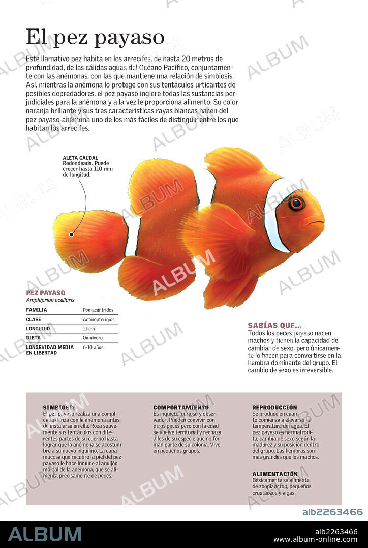 El pez payaso. Infografía sobre el pez payaso (Amphiprion ocellaris), morfología y características principales de comportamiento, reproducción y alimentación.