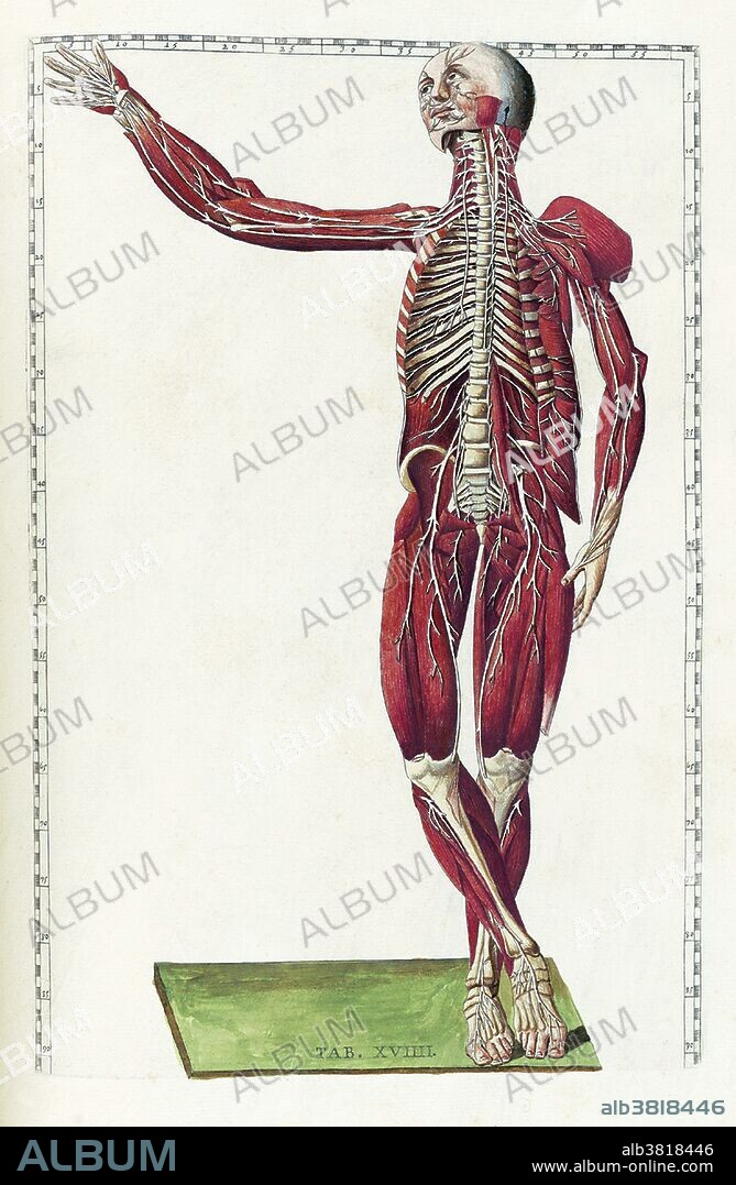Table 19. Anatomical illustration from "Tabulae anatomicae" by Bartolomeo Eustachi, with copper plate engravings by Giulio de' Musi, published in 1783. Bartolomeo Eustachi (1500 or 1514 - August 27, 1574), also known by his Latin name of Eustachius, was one of the founders of the science of human anatomy. It is uncertain where he received his earliest training, but it is thought that he studied medicine in both Rome and Padua. He served as the physician to the Duke of Urbino and eventually became physician to Cardinal Giulio Della Rovere in Rome, where Eustachi lectured on anatomy at the Studio della Sapienza. He died in 1574 en route to Fossombrone to tend to the Cardinal. Throughout his career, Eustachi was a staunch supporter of Galenic anatomy, performing his own in-depth investigations to oppose such reformers as Vesalius. His greatest work, which he was unable to publish, is his Anatomical Engravings. These were completed in 1552, nine years after Vesalius was published. The engravings show that Eustachius had dissected with the greatest care and diligence, and taken the utmost pains to give just views of the shape, size, and relative position of the organs of the human body. The fact that his book became a bestseller more than a century after his death shows the extent of the religious restrictions on anatomists all through the Renaissance.