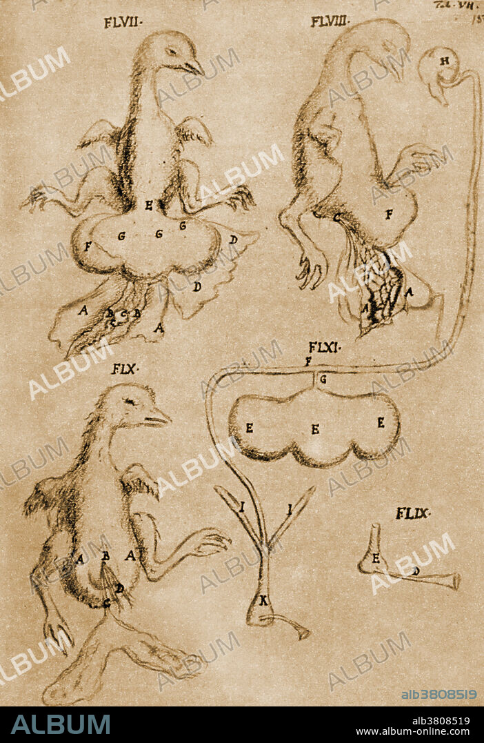 Malpighi's Chicken Drawings