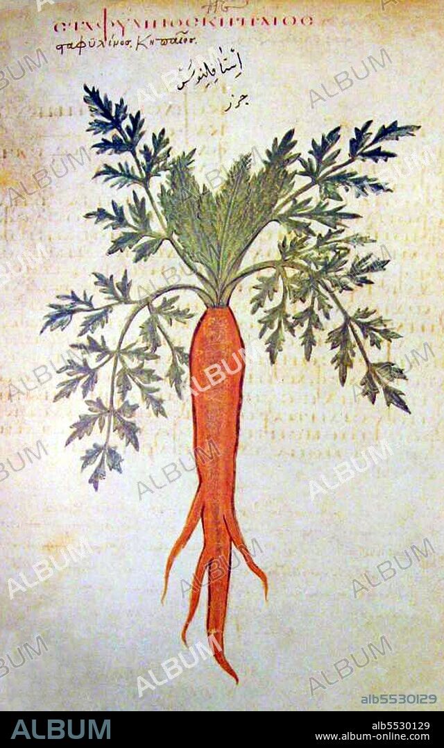 The Vienna Dioscurides or Vienna Dioscorides is an early 6th century illuminated manuscript of De Materia Medica by Dioscorides in Greek. It is an important and rare example of a late antique scientific text. The 491 vellum folios measure 37 by 30 cm and contain more than 400 pictures of animals and plants, most done in a naturalistic style. In addition to the text by Dioscorides, the manuscript has appended to it the Carmen de herbis attributed to Rufus, a paraphrase of an ornithological treatise by a certain Dionysius, usually identified with Dionysius of Philadelphia, and a paraphrase of Nicander's treatise on the treatment of snake bites. The manuscript was created in about 515 and was made for the Byzantine princess Juliana Anicia, the daughter of Emperor Anicius Olybrius. Although it was originally created as a luxury copy, there is some indication that in later centuries it was used daily as a hospital textbook. It includes some annotations in Arabic. The manuscript was discovered in Istanbul in the 1560s by the Flemish diplomat Ogier Ghiselin de Busbecq who was in the employ of Emperor Ferdinand I. The Emperor bought the manuscript and it is now held in the Österreichische Nationalbibliothek in Vienna. The manuscript was inscribed on UNESCO's Memory of the World Programme Register in 1997 in recognition of its historical significance.