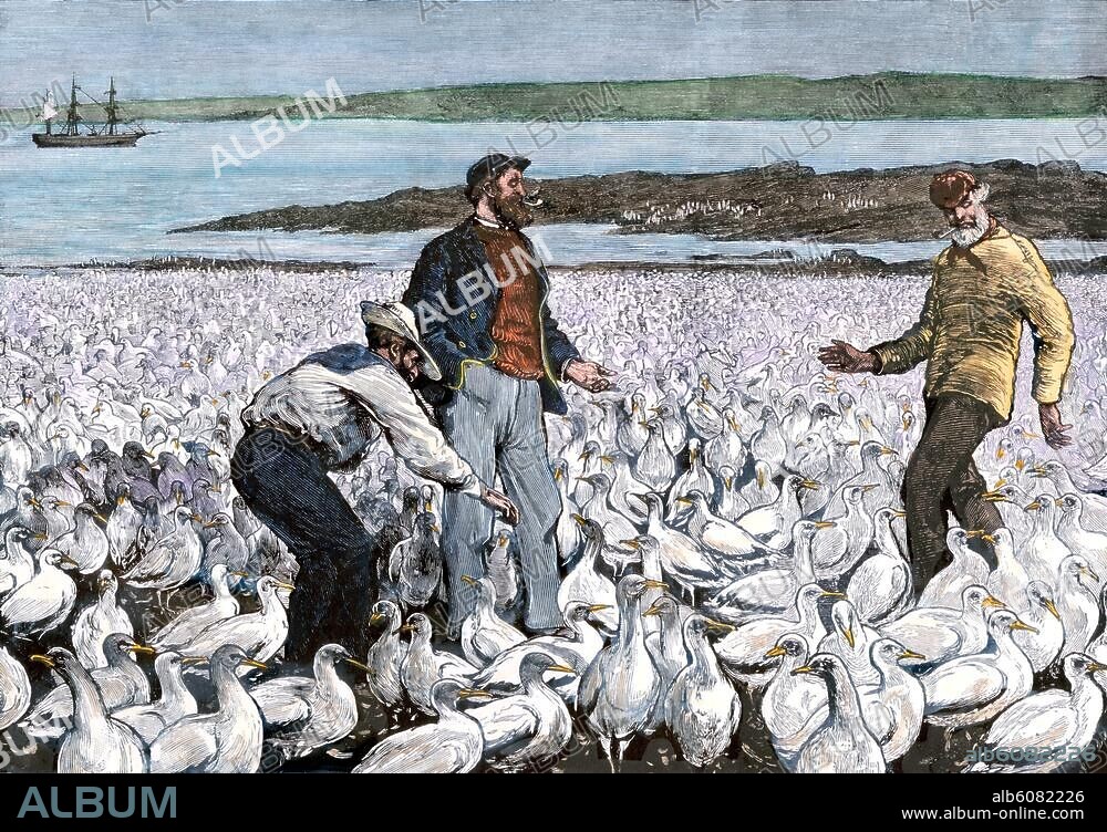 Sailors visiting a guano bed off the coast of Peru, 1880. Handcolored woodcut of a 19thcentury illustration.