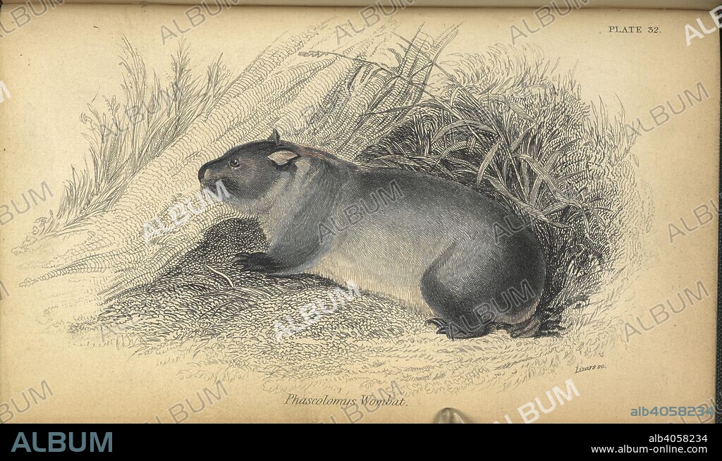 GEORGE ROBERT WATERHOUSE and LIZARS. Phascolomys wombat. The natural history of Marsupialia or pouched animals. Illustrated by thirty six coloured plates, with portrait and memoir of Barclay. 1843. Source: 1150.a.4 plate 32 opposite page 300.
