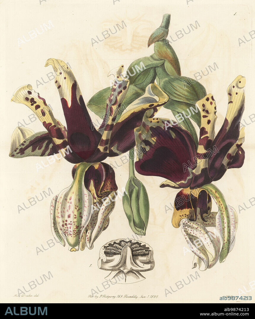 Tiger-flowered stanhopea orchid, Stanhopea tigrina. Native to Mexico, imported from Xalapa, raised by nurseryman William Rollisson of Tooting. Handcoloured copperplate engraving by Stephen Watts after a botanical illustration by Sarah Drake from Edwards Botanical Register, edited by John Lindley, published by James Ridgway, London, 1839.