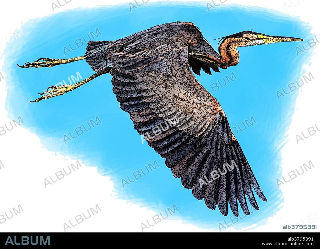 Illustration of a Purple heron (Ardea purpurea).