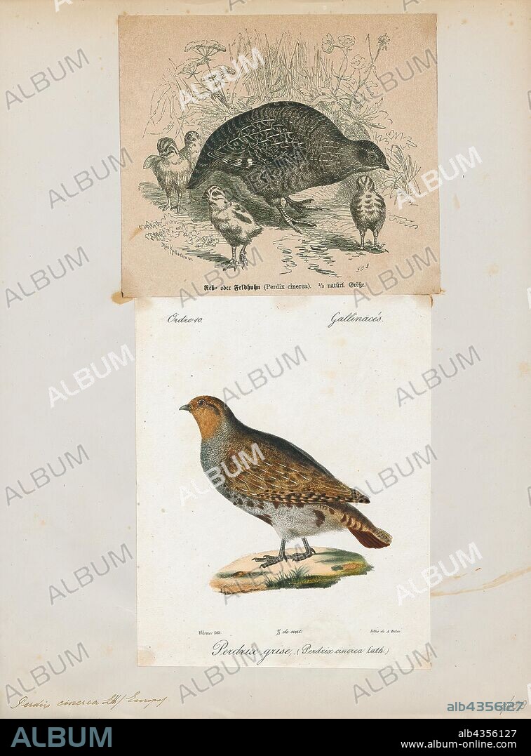 Perdix cinerea, Print, Perdix is a genus of Galliform gamebirds known collectively as the 'true partridges'. These birds are unrelated to the subtropical species that have been named after the partridge due to similar size and morphology., 1700-1880.