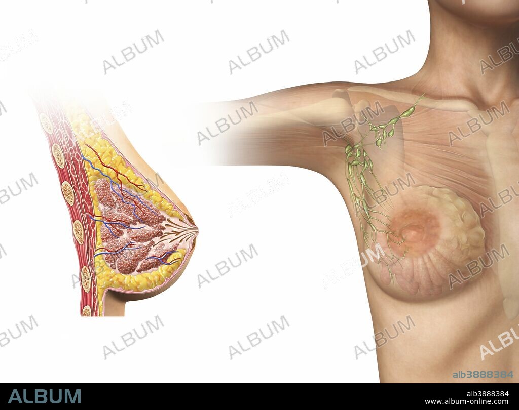 Cutaway view of female breast with woman figure showing lymphatic glands. -  Album alb3888384