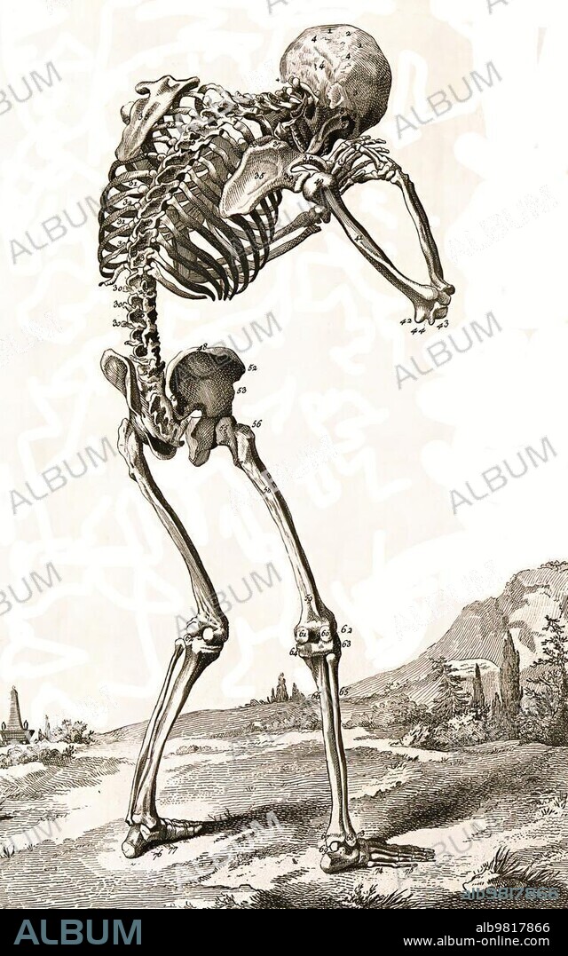 A human skeleton; seen from behind; bent forward; hands clasped at the skull; after Vesalius; Historical; digitally restored reproduction from a 19th century original.