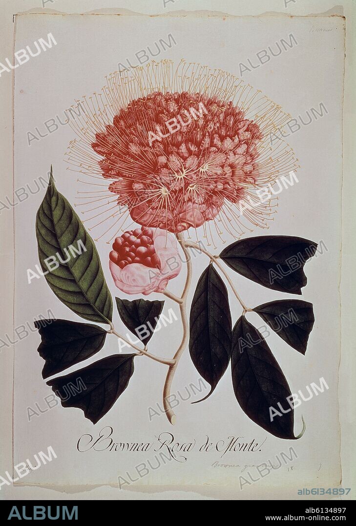 CELESTINO MUTIS. FLORA DE LA REAL EXPEDICION BOTANICA DEL NUEVO REINO DE GRANADA - BROWNEA ROSA DEL MONTE - DIBUJO - SIGLO XVIII.
