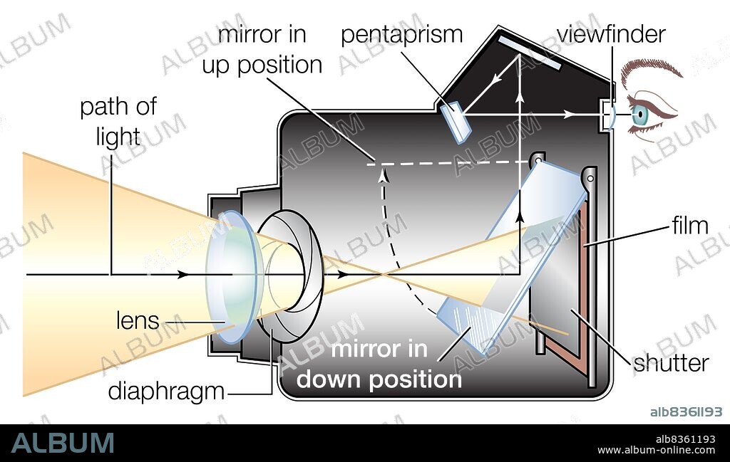 Cross section of a single-lens reflex (SLR) camera with a flip mirror.
