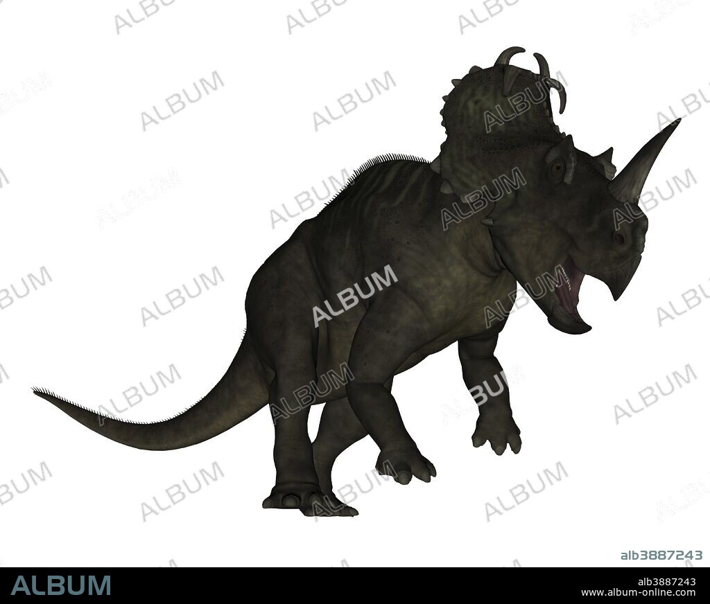 Centrosaurus dinosaur roaring, white background.