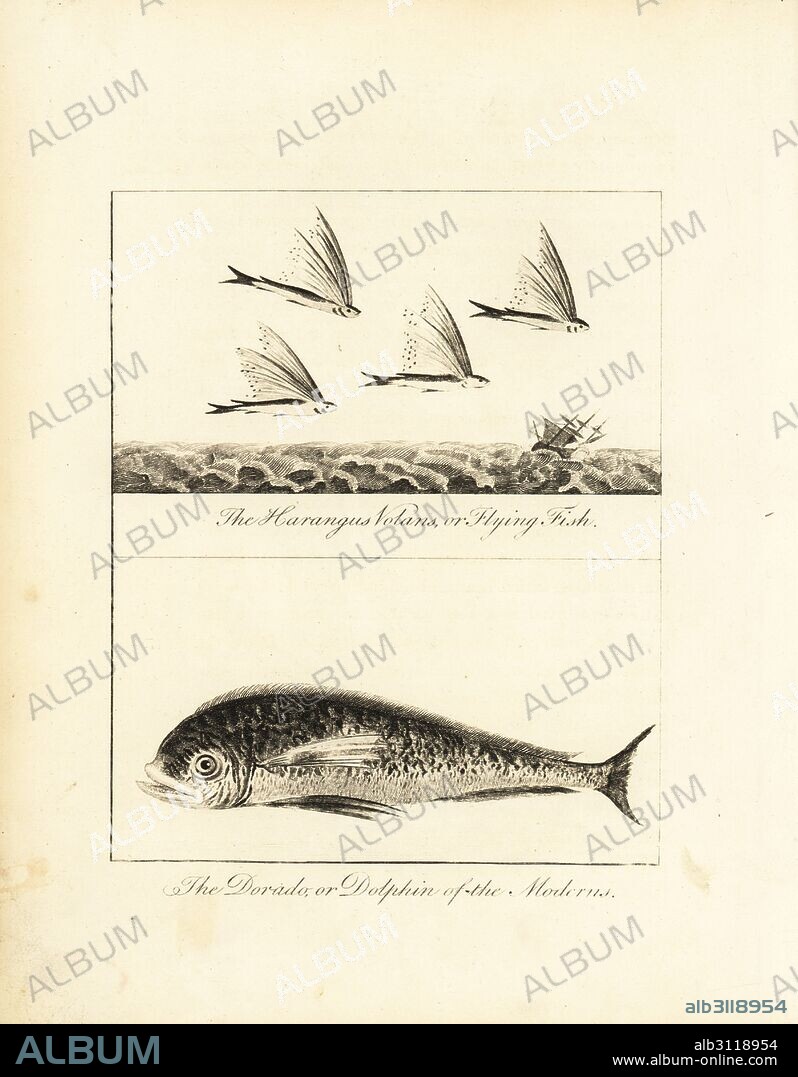 Flying fish, Exocoetus volitans (Harangus volans) and dorado or dolphin, Coryphaena hippurus. Copperplate engraving after an original illustration by Captain John Gabriel Stedman from his Narrative of a Five Years' Expedition against the Revolted Negroes of Surinam, J. Johnson, London, 1813.