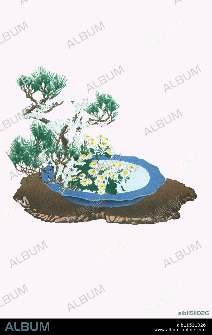 JOSIAH CONDER. Print from a collection of Japanese flower arrangements known as Ikebana.  Oimatsu & Shiragiku (Pine and White Winter Chrysanthemum) in an Antique Mirror Shaped Vessel.